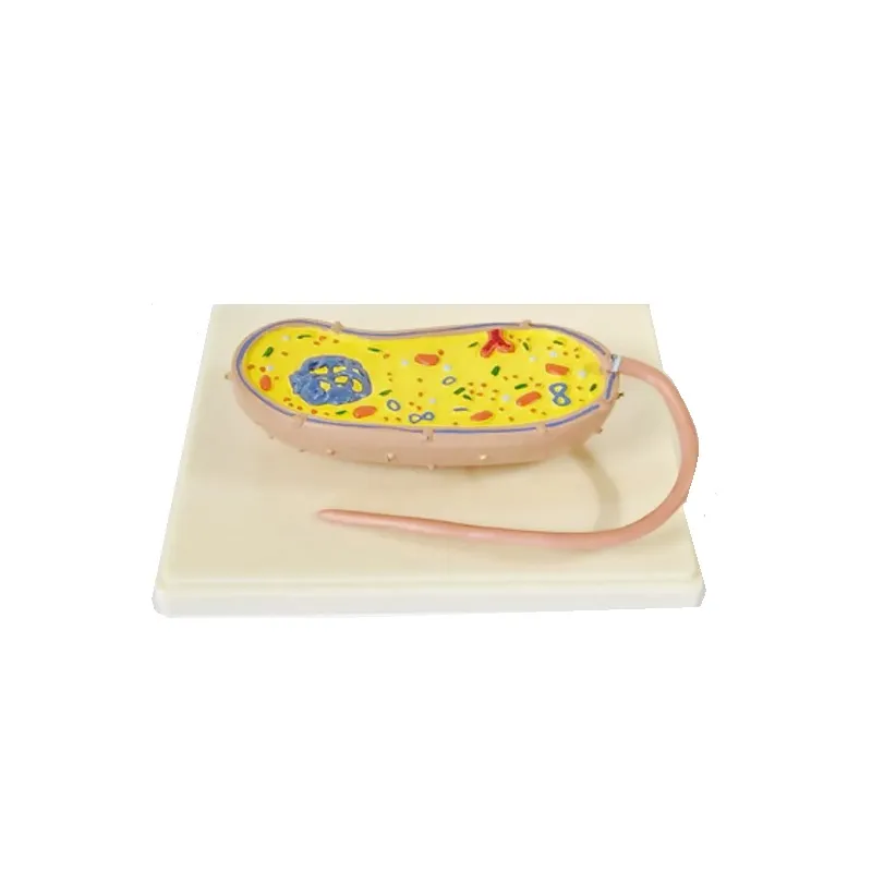 Модель "Бактерия" ПРШ-Б760 на подставке