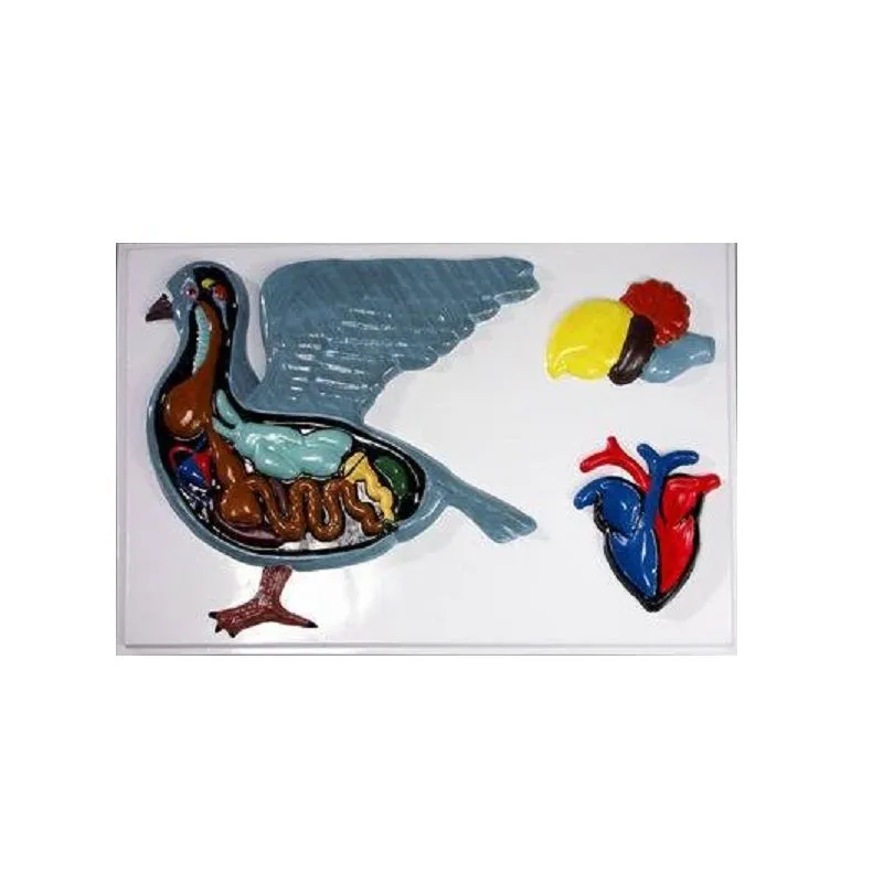 Барельефная модель «Внутреннее строение голубя»