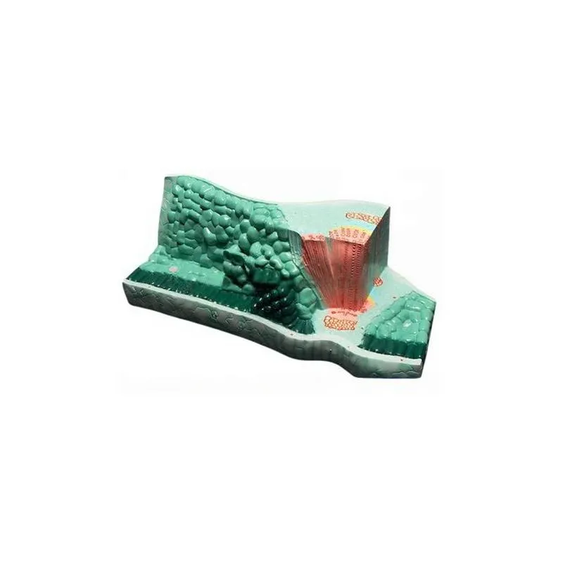 Комплект моделей «Из мира биологии» — 9 моделей