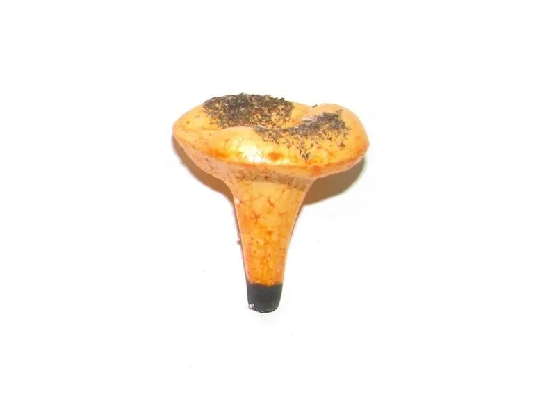 Муляж «Лисичка», оранжевый