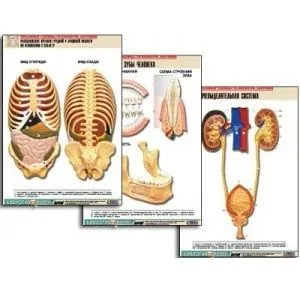 Комплект таблиц «Анатомия», 21 плакат