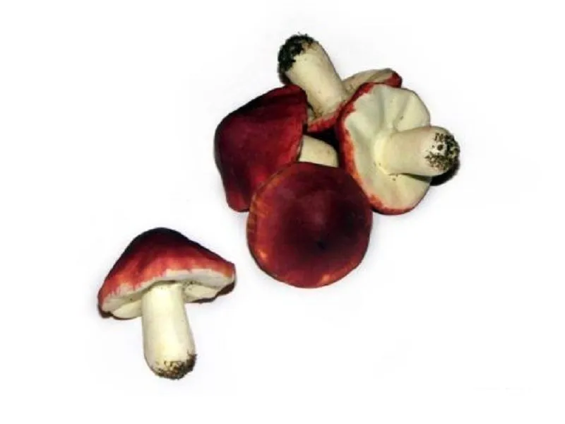 Муляж Сыроежка — учебный образец