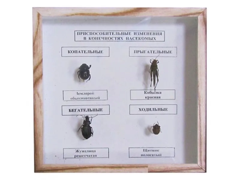 Коллекция «Приспособления конечностей насекомых»