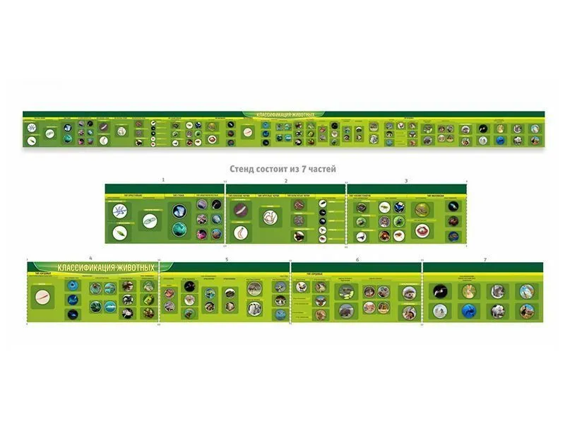 Стенд-лента Классификация групп животных (7 частей), 870х60 см