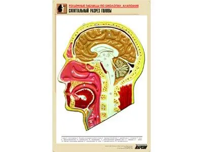 Рельефная таблица «Сагиттальный разрез головы» А1