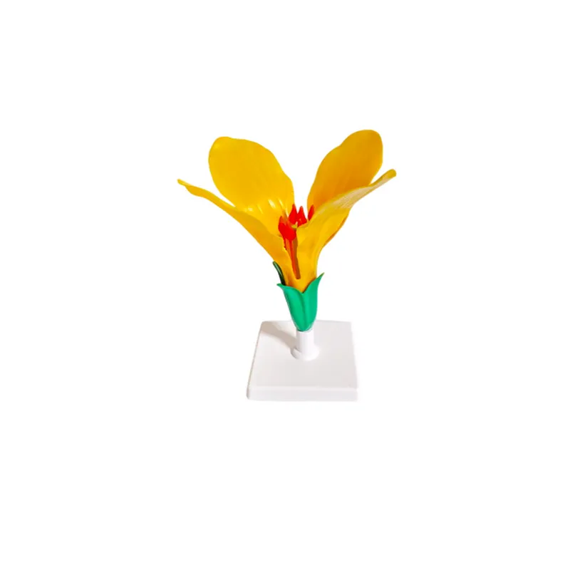 Модель «Цветок капусты» — увеличенная