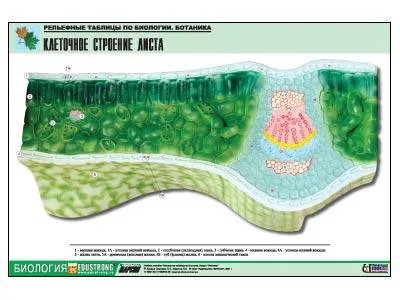 Рельефная таблица Клеточное строение листа, А1