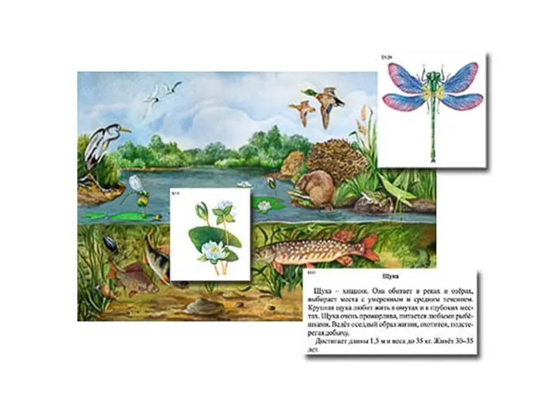 Магнитный плакат-аппликация «Водоем» 90×60 см