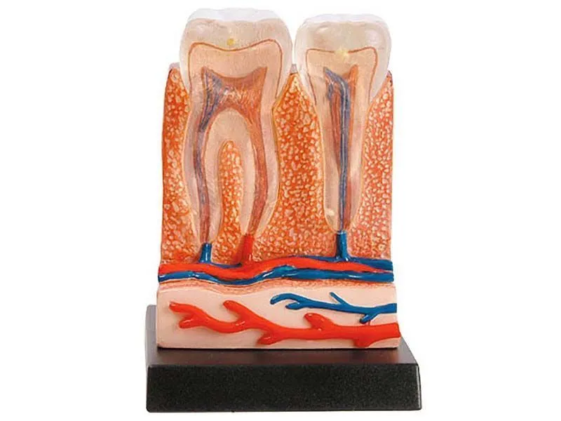 Набор Профессор Эйн: Зубы и десна