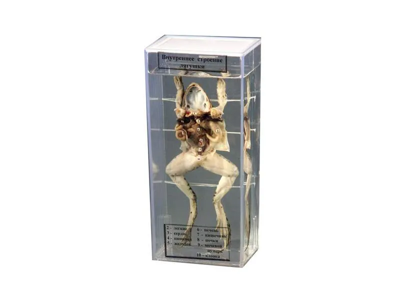 Влажный препарат Внутреннее строение лягушки