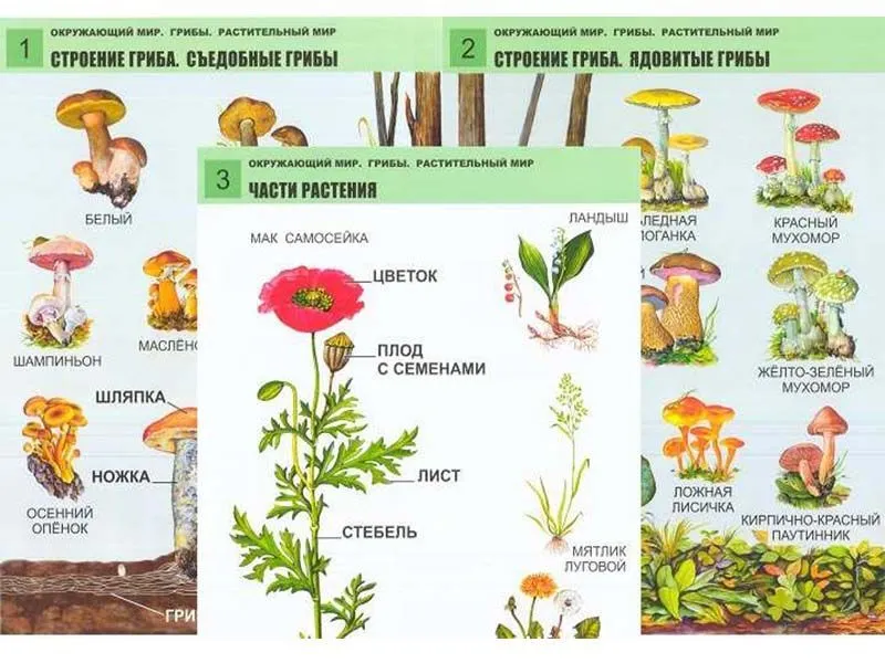 Комплект таблиц Окружающий мир. Грибы. Растительный мир 12 шт.