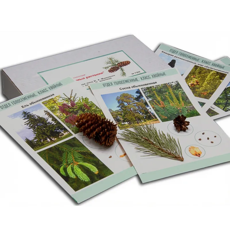 Коллекция образцов голосеменных ЭДГ-7369