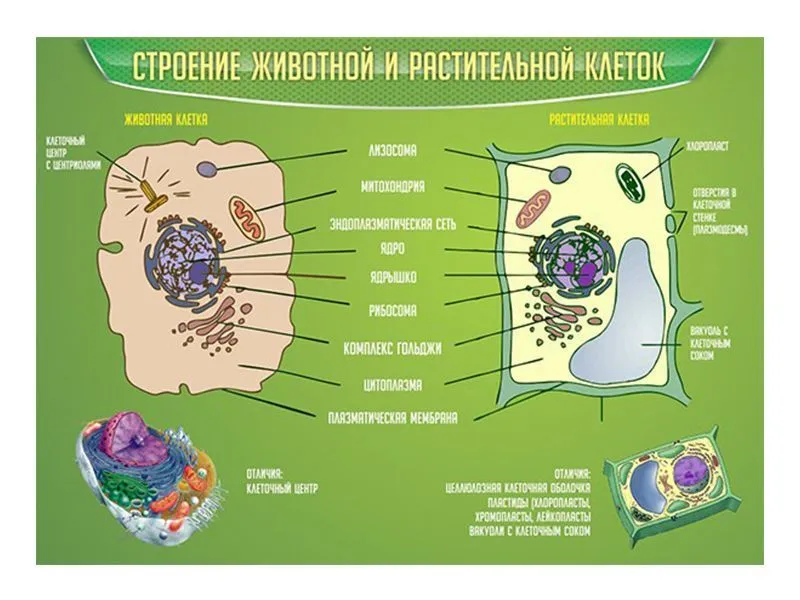 Настенный стенд: животная и растительная клетки