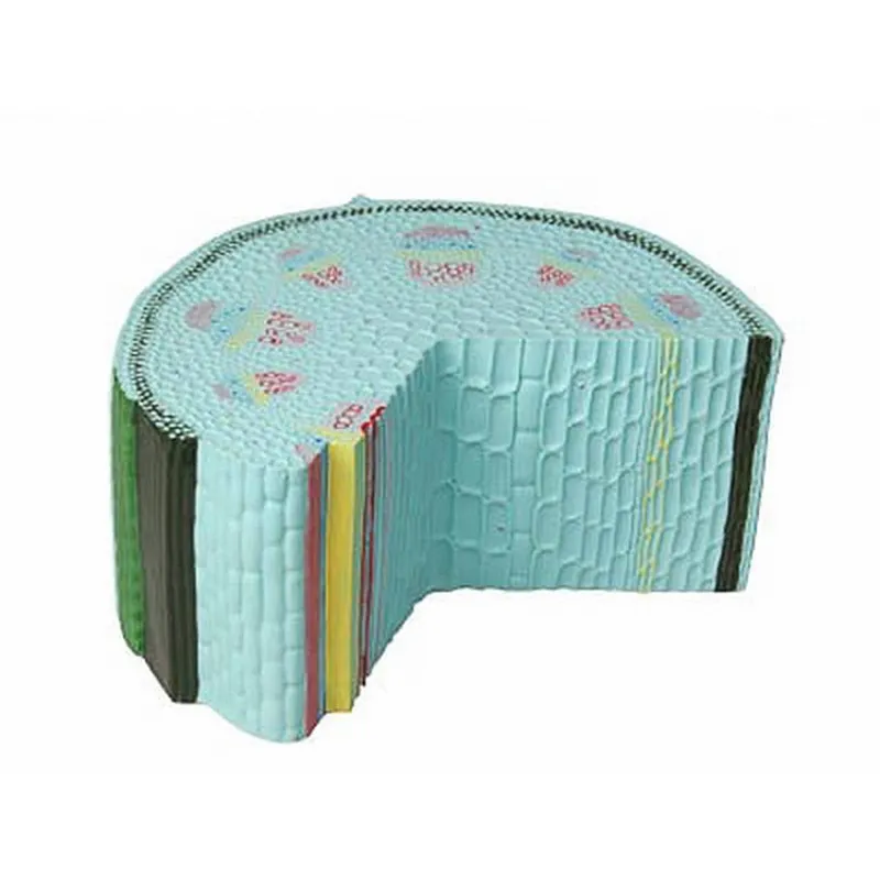 Модель «Стебель растения» (пластмассовая)