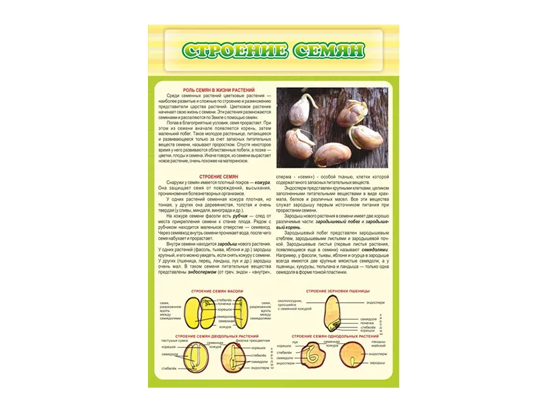 Стенд Строение семян