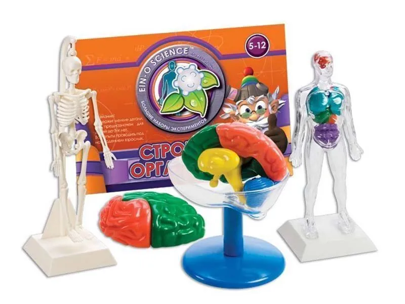 Набор Профессор Эйн: Строение организма