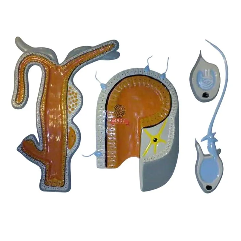 Барельефная модель гидры — внутреннее строение