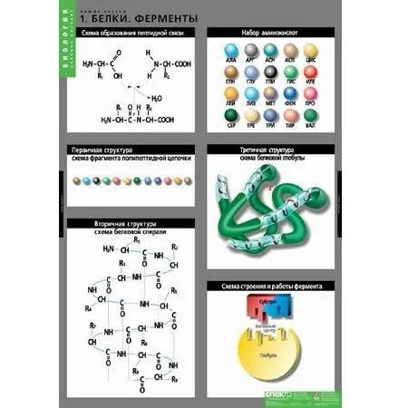 Комплект таблиц «Химия клетки», 3 шт.