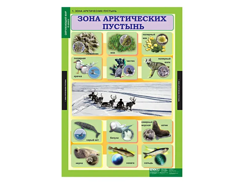 Таблицы «Окружающий мир» для 4 класса, 68×98 см