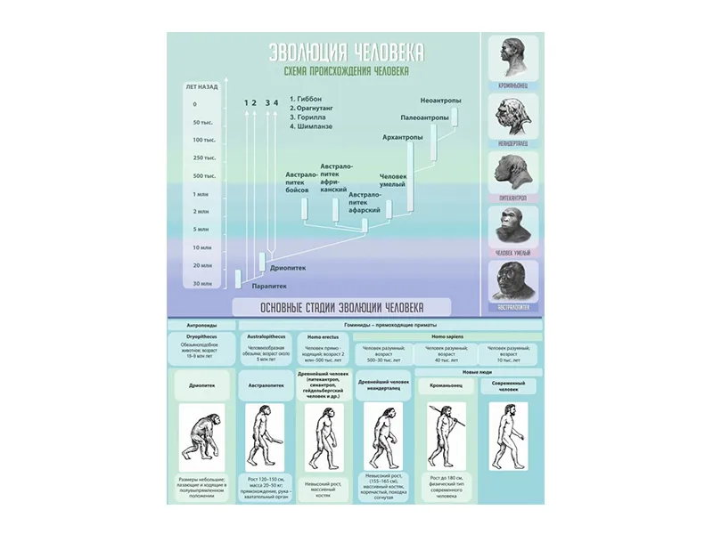 Стенд Эволюция человека, 80х100 см