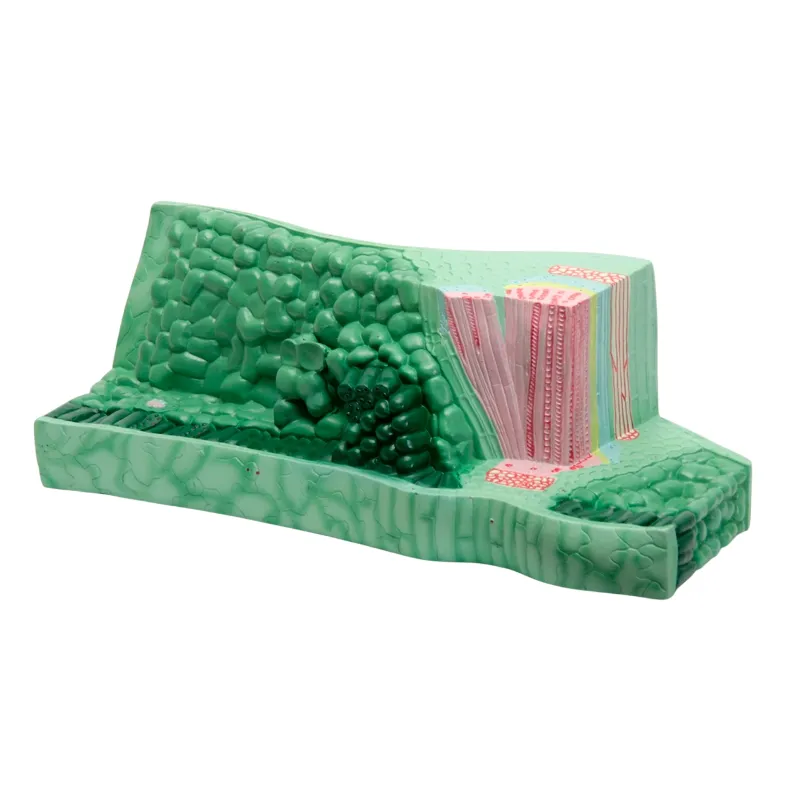 Модель "Структура листа" ПРШ-033