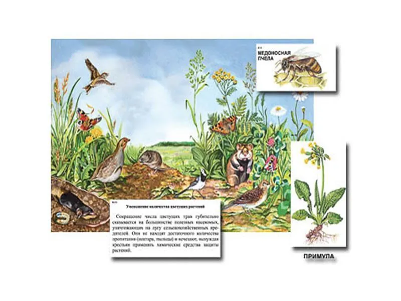 Магнитный плакат-аппликация Луг: биоразнообразие и взаимосвязи в сообществе