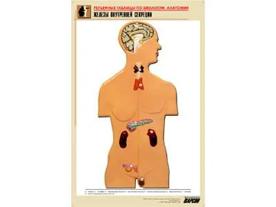 Рельефная таблица Железы внутренней секреции, А1