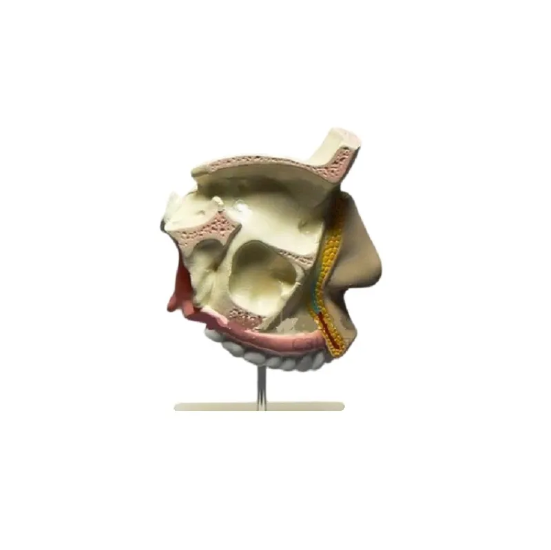 Модель разреза носоглотки ПРШ-Б160