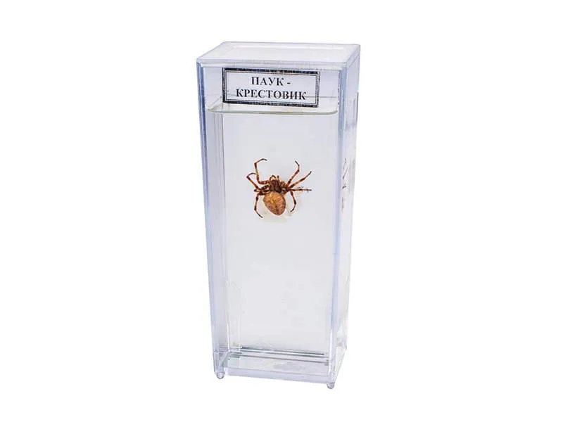 Влажный препарат Паук