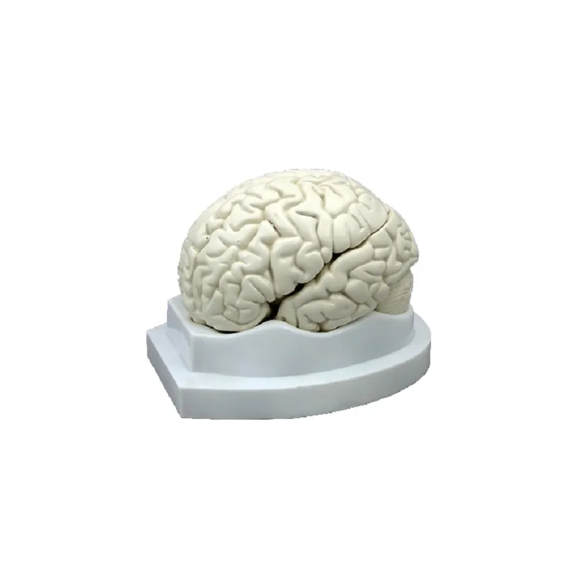 Модель «Мозг в разрезе» белая