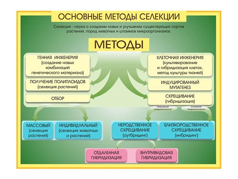 Образовательный стенд: Методы селекции и биотехнологии