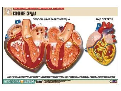 Рельефная таблица «Строение сердца» A1