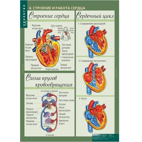 Таблицы демонстрационные «Биология. Человек» — 12 листов