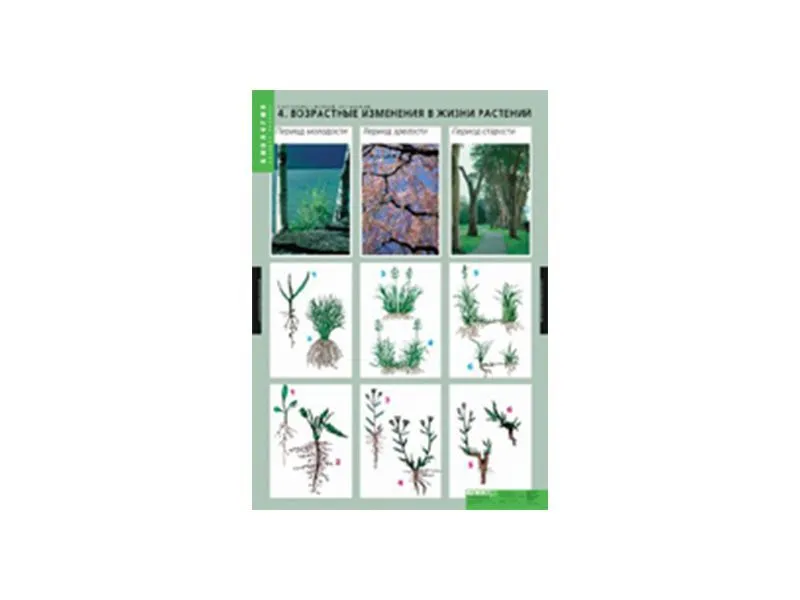 Таблицы «Растение — живой организм» 68×98 см