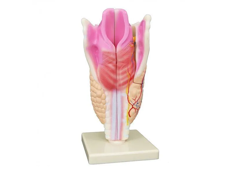 Модель «Гортань в разрезе», разборная