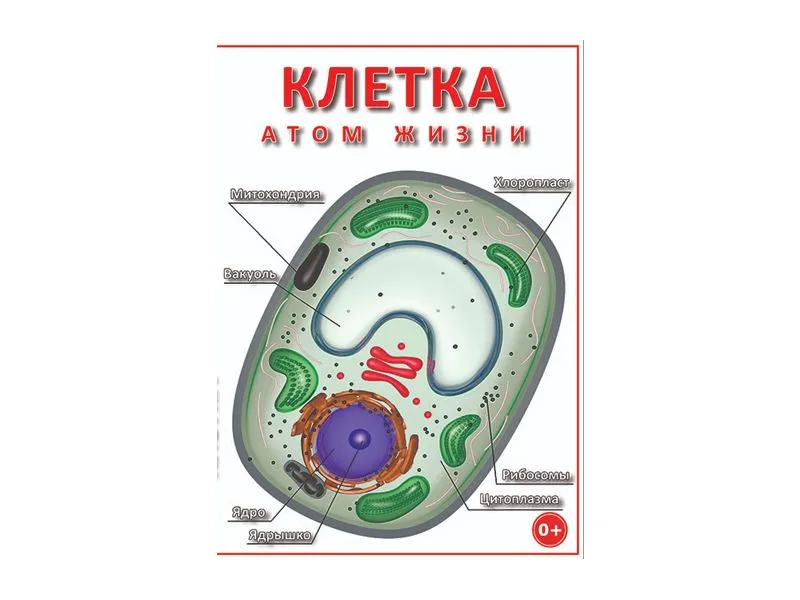 Учебный фильм «Клетка — атом жизни»