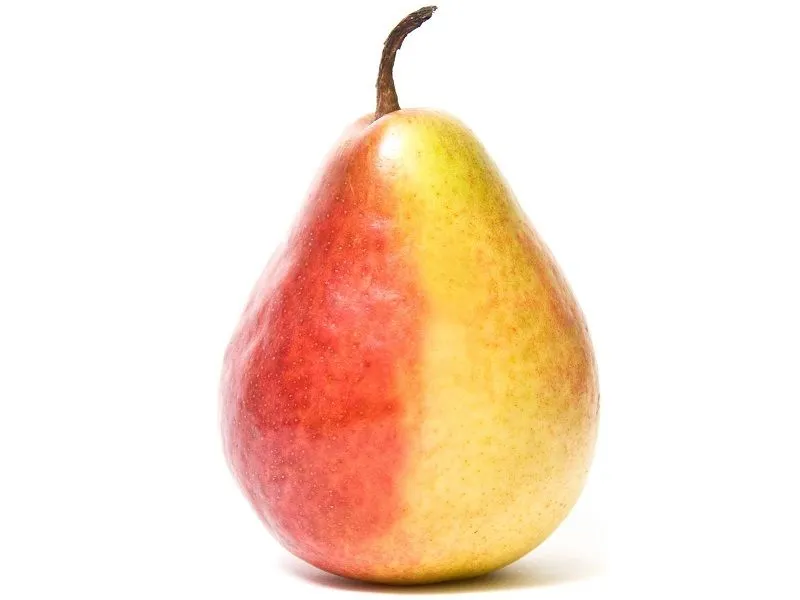 Муляж груша "Дюшес" для рисования и лепки