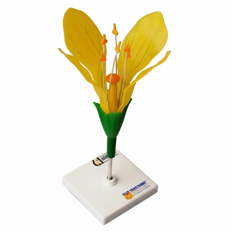 Модель цветка капусты ЭДГ-6441