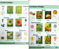 Коллекция «Семена и плоды» ЭДГ-7091