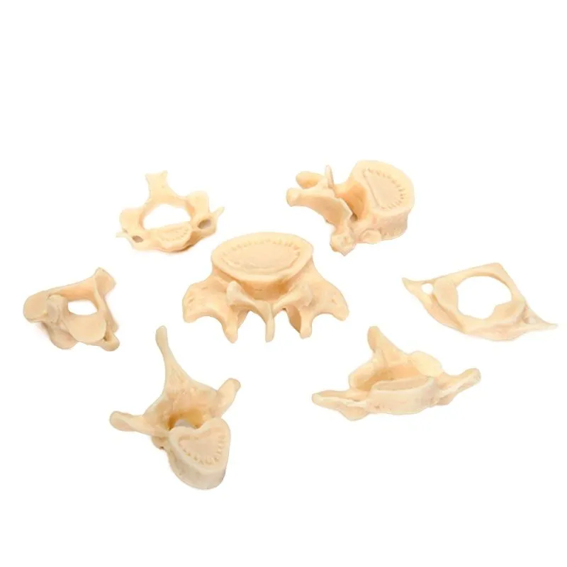 Позвонки (набор из 7 штук)