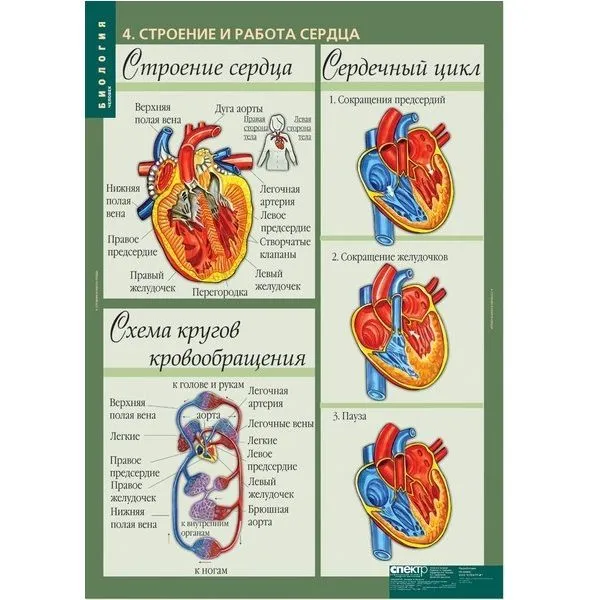 Таблицы демонстрационные «Биология. Человек» — 12 листов