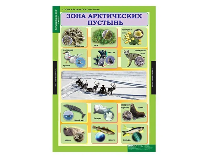 Таблицы «Окружающий мир» для 4 класса, 68×98 см