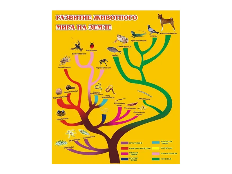 Стенд Развитие животного мира на земле