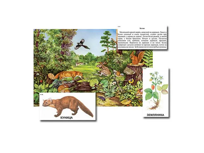 Магнитный плакат-аппликация «Лес» 90×60 см