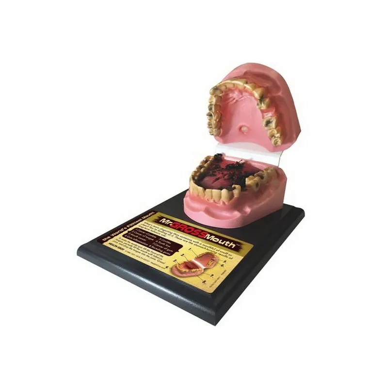 Модель рта курильщика