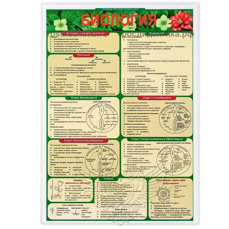 Комплект раздаточных таблиц по биологии, A4