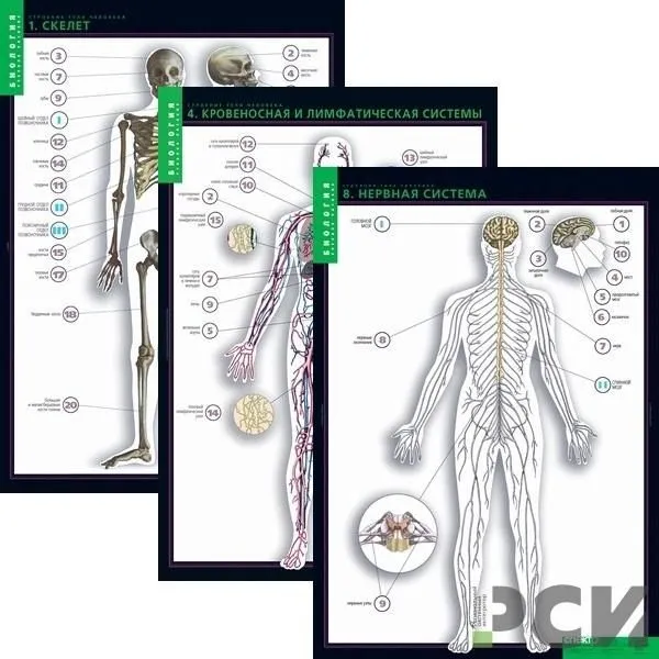 Комплект таблиц «Строение тела» — 10 плакатов