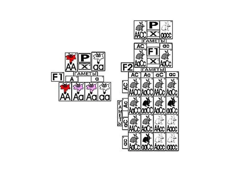 Модель «Неполное доминирование» — 51 карточка