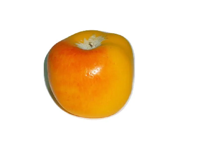 Муляж яблоко «Славянка» для уроков рисунка