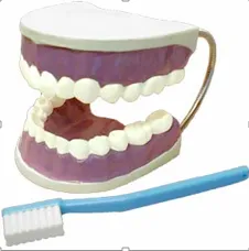 Модель «Гигиена зубов» 5:1